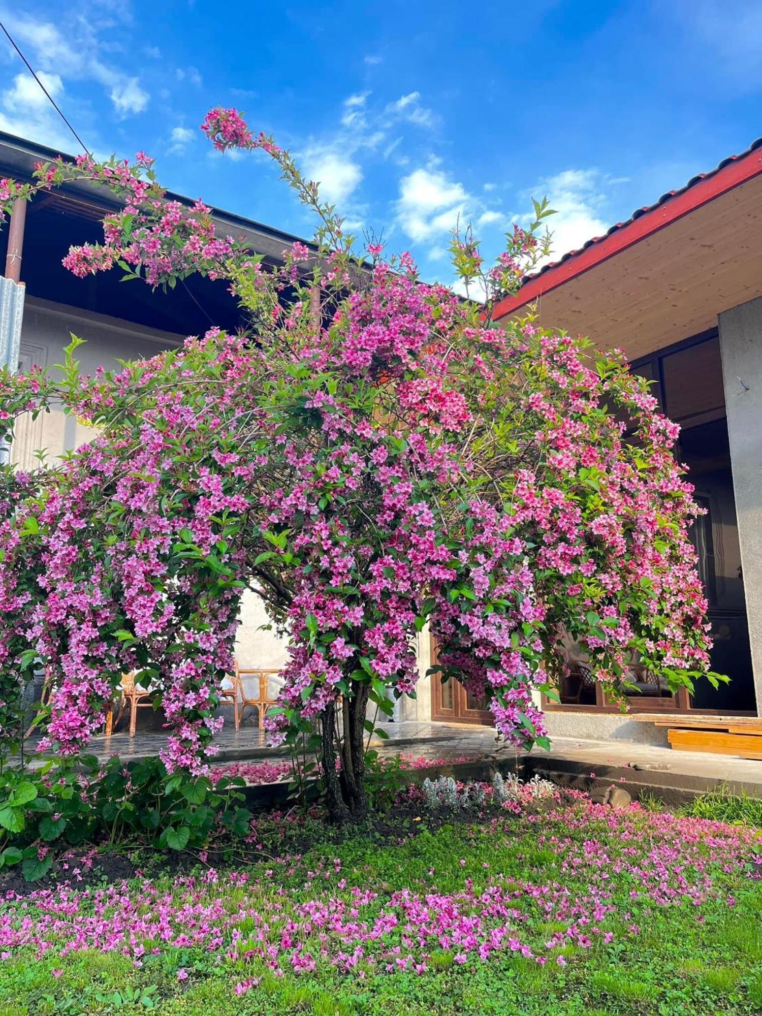 ,,Anna'S" Guesthouse K'vemo Alvani Esterno foto